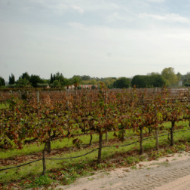 Portuguese wine region - Setubal