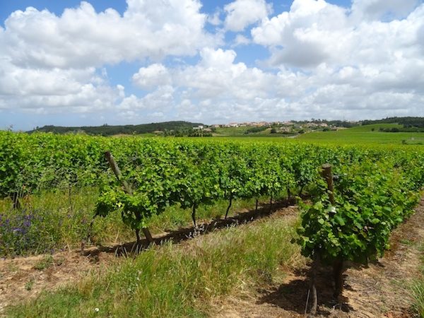 Wine Tour Gradil Vines