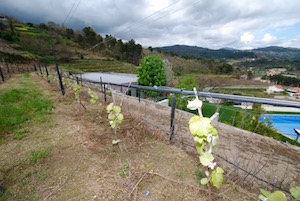 Vinho verde grapes