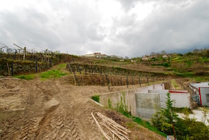 Vinho verde grapes