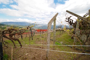 Vinho verde grapevines