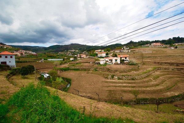 Vinho verde grapevine region