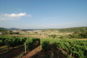 Vines in Portugal's Tejo region